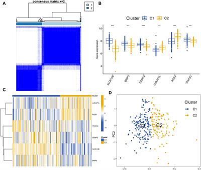 Identification of disulfidptosis- and ferroptosis-related transcripts in periodontitis by bioinformatics analysis and experimental validation